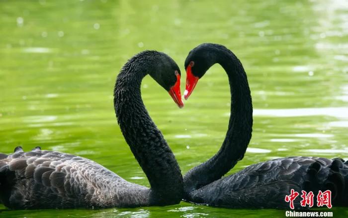 巴黎奥运赛场的糖:爱情在赛场外的温情瞬间与